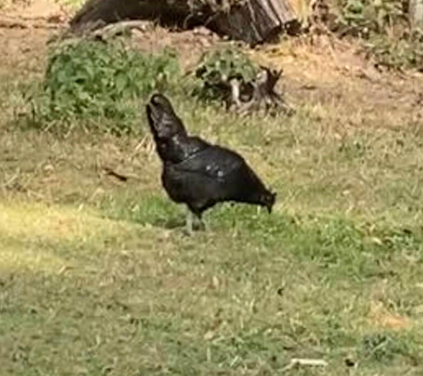 ein%20schwarzes%20Huhn ein%20schwarzes%20Huhn